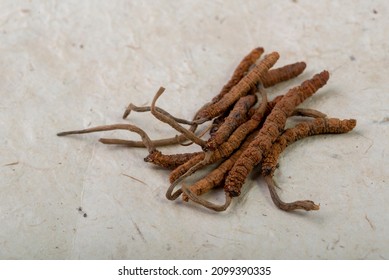 Yarsagumba Cordyceps Sinensis Ophiocordyceps Sinensis Belonging To Ophiocordycipitaceae Family
Is A Fungus