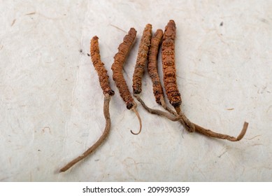 Yarsagumba Cordyceps Sinensis Ophiocordyceps Sinensis Belonging To Ophiocordycipitaceae Family
Is A Fungus