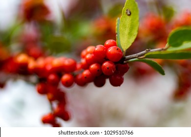 Yaupon Holly Berries