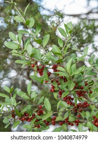 Yaupon Holly Berries