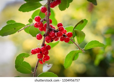 Yaupon Holly Berries