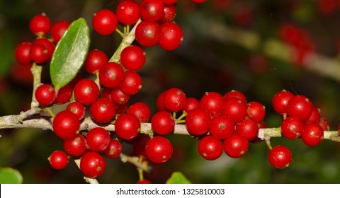 Yaupon Holly Berries Ripening During A Houston Winter In Texas. The Berries Contain Caffeine And Were Used By Native Americans To Make Tea.