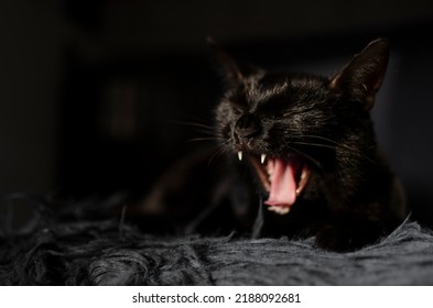 Yawn Black Cat With Open Cat Muzzle With Seen Fangs And Tongue. Sleepy Domestic Cat At Home. One Animal As A Friendly Kitten. 