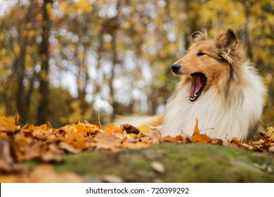 Yawn Rough Collie, Autumn, Warm Colors