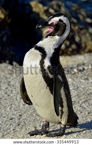 Yawning African penguin (Spheniscus demersus) on the beach, Western Cape, South Africa