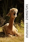 Yawning alpaca. Young alpaca male lazily enjoying summer sun.