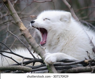 Yawning Arctic Fox 