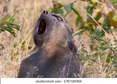 Yawning baboon in Kruger Nation Park