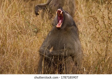 Yawning baboon in Kruger Nation Park