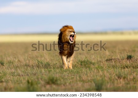 Yawning big Lion Ron, one of Lion Notch sons, in Masai Mara, Kenya