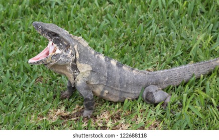 A yawning Black Iguana (Ctenosaura similis), shot on the Mayan Riviera, Mexico.