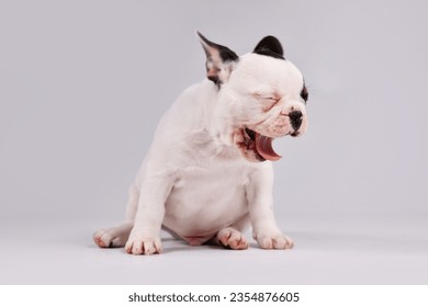 Yawning black and white pied French Bulldog dog puppy 