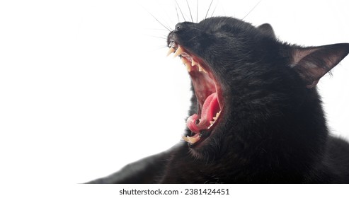 Yawning Bombay cat. Growling black cat close-up. Copy space. Selective focus. - Powered by Shutterstock