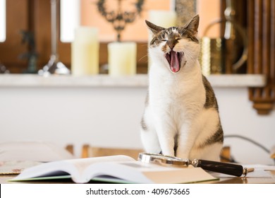 Yawning Cat After Reading A Book