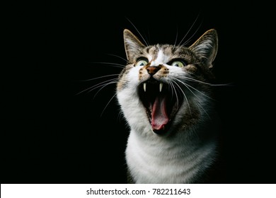 Yawning cat against black background