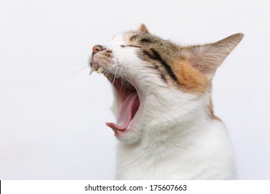 Yawning Cat Against White Background