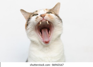 Yawning Cat Against White Background