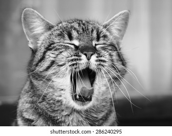 Yawning cat close up in blur background, sleepy cat, grey big cat, funny cat in domestic background, siesta time, relaxing cat, curious cat, cat with open mouth