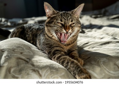 Yawning cat. A funny mouth and a smile. Yawn. Close-up portrait of a tabby domestic cat that sleeps on a bed at home. Animal. American shorthair cat. Fluffy kitten. Rabies - Powered by Shutterstock