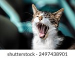 Yawning cat with mouth wide open.