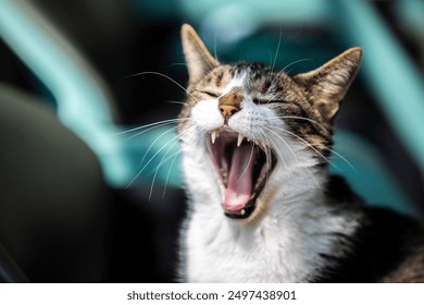 Yawning cat with mouth wide open.