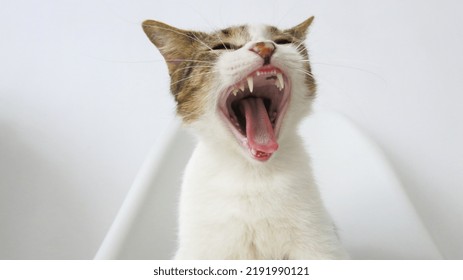 Yawning Cat On White Background 