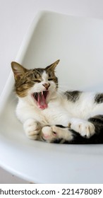 Yawning Cat On White Background 