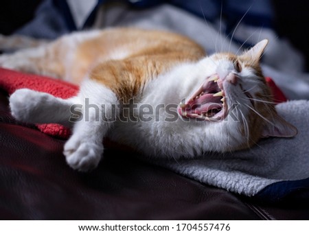Yawning cat with open mouth and shows fangs