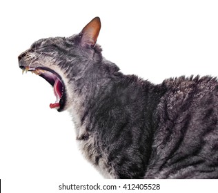 Yawning cat, profile shot. Grey tabby cat, side view.