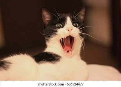 Yawning Cat, Cat Screaming