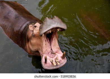 2,247 Yawning hippo Images, Stock Photos & Vectors | Shutterstock