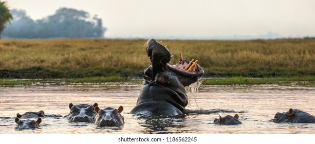 Yawning common hippopotamus in the water at sunset. Common hippopotamus or Hippo showing threat display. Scientific name:  Hippopotamus amphibius.  Africa
