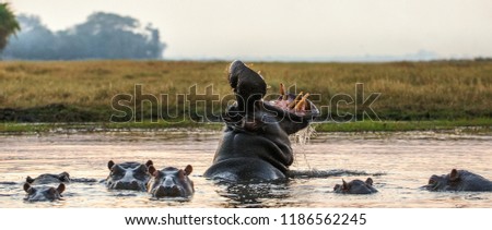 Yawning common hippopotamus in the water at sunset. Common hippopotamus or Hippo showing threat display. Scientific name:  Hippopotamus amphibius.  Africa
