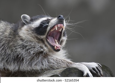 yawning common raccoon