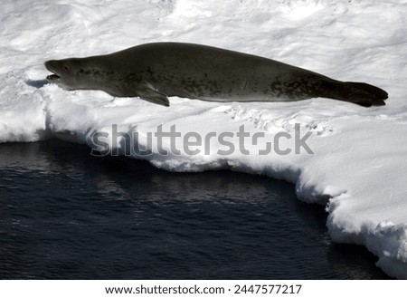 A yawning Crabeater seal rests on pack ice