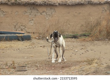 yawning dog , dog guard in front of an old wall.'Malakli' breed is native to Aksaray district of Turkey. selective focus.