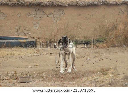 yawning dog , dog guard in front of an old wall.'Malakli' breed is native to Aksaray district of Turkey. selective focus.