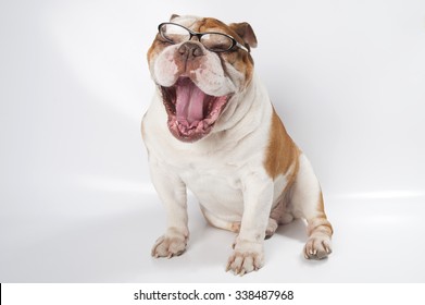 Yawning English Bulldog Wearing Glasses For Vision. Studio Photography On A Light Gray (white) Background.