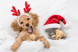 Yawning English Cocker Spaniel Puppy Dressed Like Santa Claus Reindeer  Rudolf Lying With Cozy Kitten Under White Blanket At Home. Pets Hugs Toy Bears. Top Down View