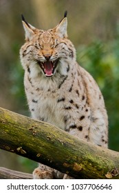 A yawning Eurasian Lynx on a log. (Lynx Lynx)