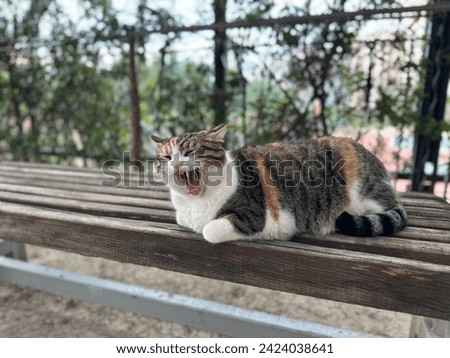 yawning fat cat is sitting in the park