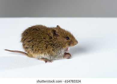 Yawning Field Mouse On Blank White Table.