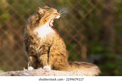 Yawning Funny On Nature, Lovely Pets