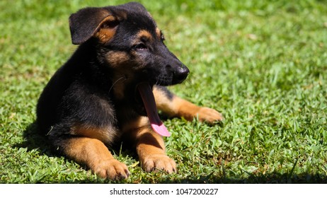 German Puppy Yawning Images Stock Photos Vectors Shutterstock