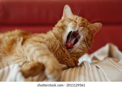 Yawning Ginger Tabby Cat On Sofa. Sleepy Orange Cat Indoors. Tired Red Domestic Animal On Couch,