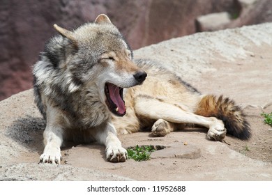 Yawning Grey Wolf