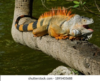 Yawning iguana sitting on a tree