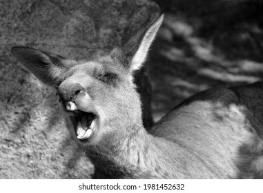 Yawning  kangaroo is a marsupial from the family Macropodidae (macropods, meaning 'large foot').