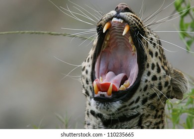 Yawning Leopard