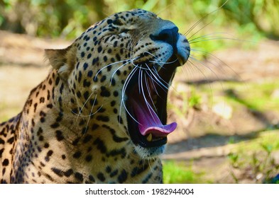 Yawning Leopard (Panthera pardus), one of the big five cats and a deadly predator